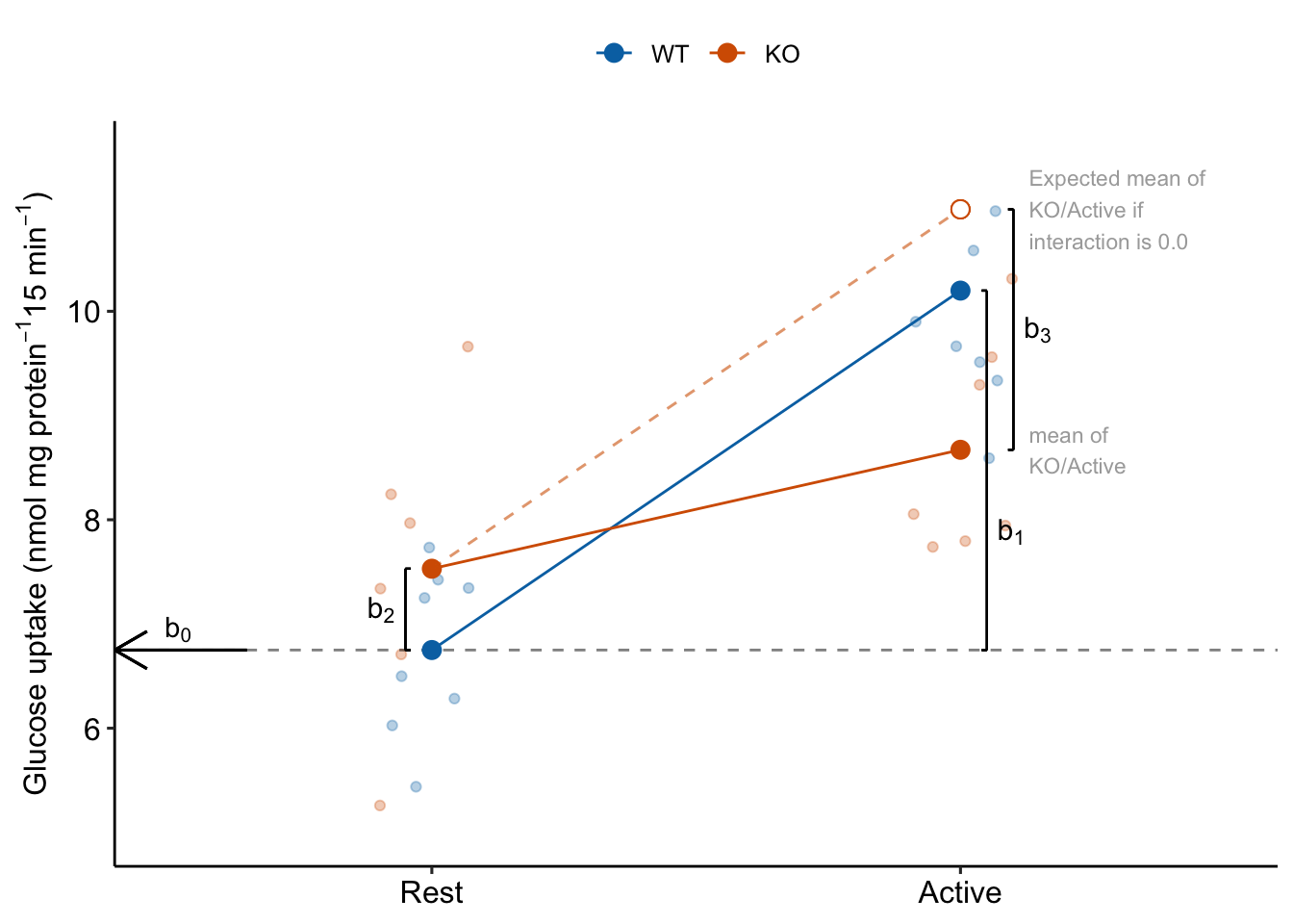 The coefficients of a linear model with two crossed factors, explained.