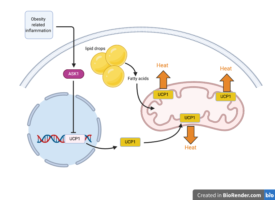 Inflammation to obesity stimulates ASK1 activity. ASK1 activity inhibits UCP1 expression.