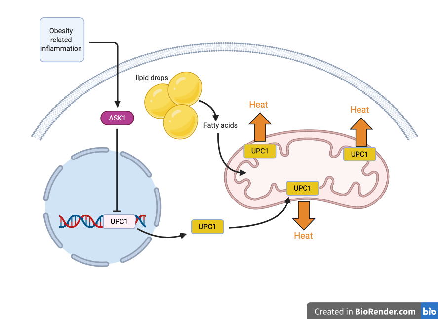 Inflammation to obesity stimulates ASK1 activity. ASK1 activity inhibits UCP1 expression.