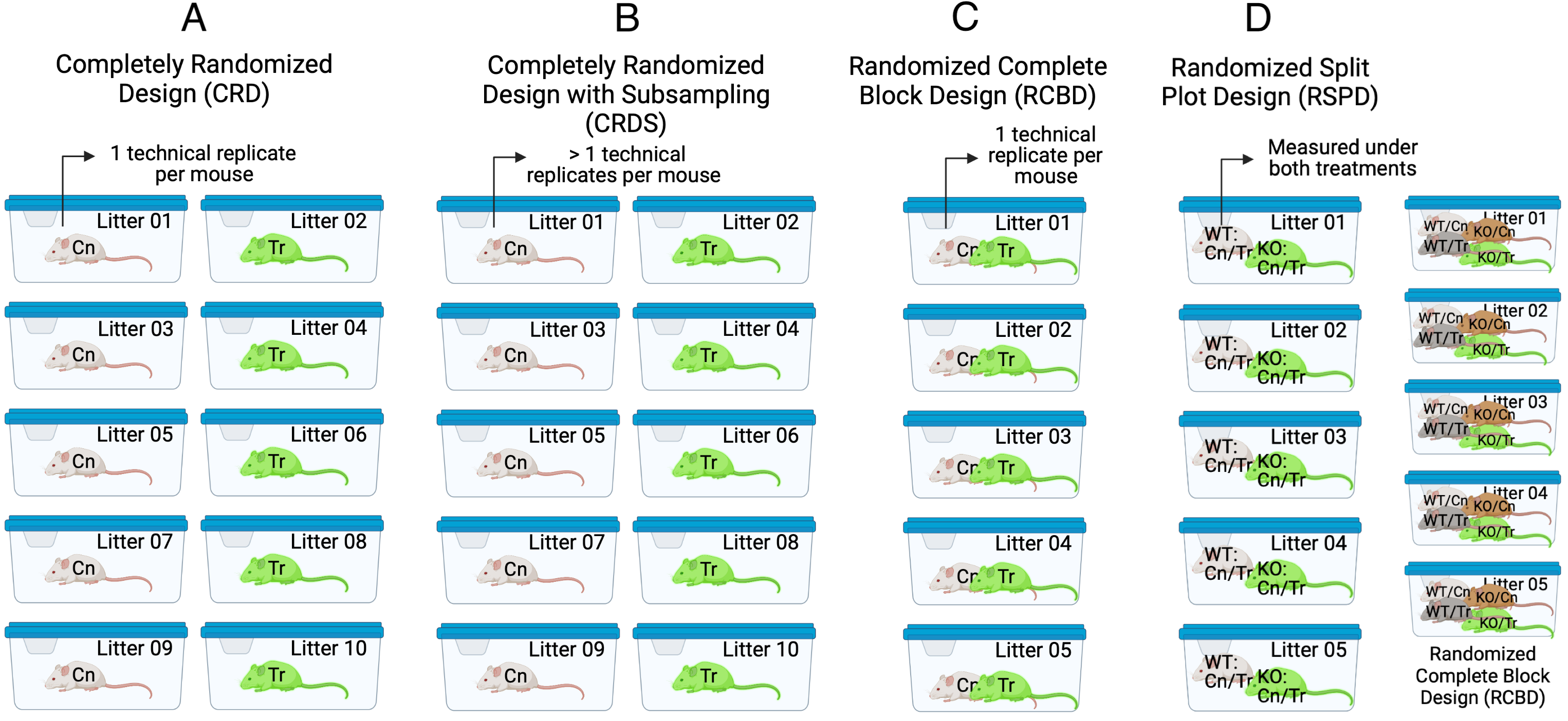 Experimental designs in experimental bench biology. Images created with BioRender.com