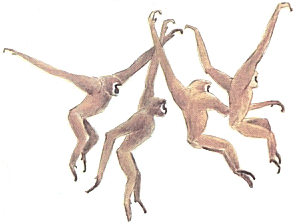 Gibbon brachiation