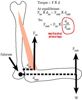 Mechanical advantage.