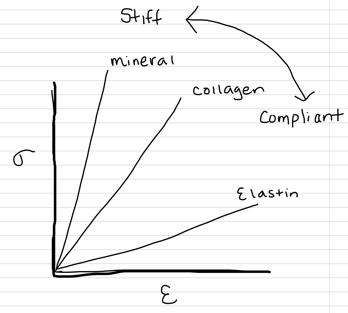Relative stress-strain curves for hydroxyapatite, collagen, and elastin